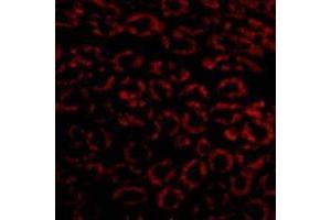 Immunofluorescence in mouse kidney cells using Nephrin Antibody at 10 µg/ml. (Nephrin 抗体  (C-Term))