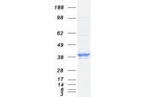 ELAVL1 Protein (Myc-DYKDDDDK Tag)