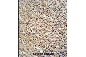 GSDMC antibody immunohistochemistry analysis in formalin fixed and paraffin embedded human spleen tissue followed by peroxidase conjugation of the secondary antibody and DAB staining. (MLZE 抗体  (AA 218-246))