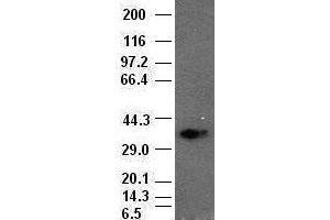 Goosecoid antibody (1D7) at1:1000 dilution + lysates from HEK-293T cells transfected with human Gooscoid expression vector (GSC 抗体  (AA 107-257))