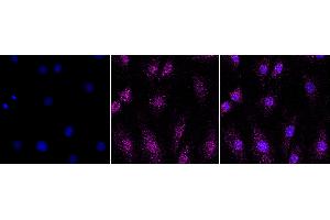 Immunocytochemical staining of H9C2 cells with Period circadian regulator 3 antibody (ABIN7799773), 1:1,000). (Recombinant PER3 抗体)