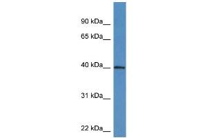 Western Blotting (WB) image for anti-ATPase Family, AAA Domain Containing 1 (ATAD1) (C-Term) antibody (ABIN2788535) (ATAD1 抗体  (C-Term))