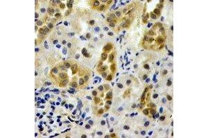 Immunohistochemical analysis of AHCYL1 staining in rat kidney formalin fixed paraffin embedded tissue section. (AHCYL1 抗体)