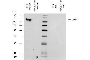 Western bloting analysis of human CD34 using mouse monoclonal antibody 4H11[APG] on lysates of TF-1 cell line and HEK293T/17 cell line (CD34 non-expressing cell line, negative control) under non-reducing and reducing conditions.