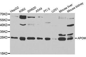 Western Blotting (WB) image for anti-Apolipoprotein M (APOM) antibody (ABIN1876524) (Apolipoprotein M 抗体)