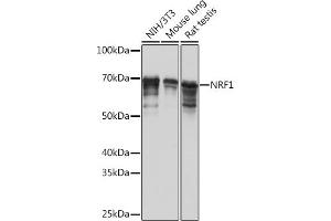 Western blot analysis of extracts of various cell lines, using NRF1 Rabbit mAb (ABIN7269022) at 1:1000 dilution. (NRF1 抗体)