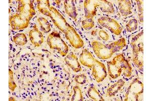 Immunohistochemistry of paraffin-embedded human kidney tissue using ABIN7145263 at dilution of 1:100 (BCAM 抗体  (AA 447-547))