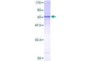 DCAF8 Protein (AA 1-273) (GST tag)