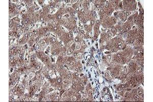 Image no. 1 for anti-Ret Finger Protein-Like 3 (RFPL3) antibody (ABIN1500675) (RFPL3 抗体)