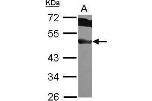 WB Image Sample (30 ug of whole cell lysate) A: HeLa 10% SDS PAGE antibody diluted at 1:1000 (EIF3F 抗体)