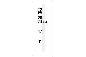 IRGM Antibody (C-term) (ABIN655080 and ABIN2844712) western blot analysis in HepG2 cell line lysates (35 μg/lane). (IRGM 抗体  (C-Term))