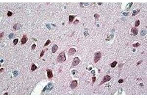 Immunohistochemistry (IHC) image for anti-Neurogranin (NRGN) (Internal Region) antibody (ABIN2464335) (Neurogranin 抗体  (Internal Region))