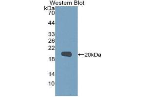 Western Blotting (WB) image for anti-Matrix Metallopeptidase 9 (Gelatinase B, 92kDa Gelatinase, 92kDa Type IV Collagenase) (MMP9) (AA 213-399) antibody (ABIN1078310)