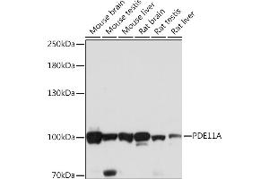 Western blot analysis of extracts of various cell lines, using PDE11A Rabbit pAb (ABIN7269298) at 1:1000 dilution. (PDE11A 抗体  (AA 712-933))