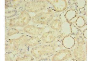 Immunohistochemistry of paraffin-embedded human kidney tissue using ABIN7142399 at dilution of 1:100 (MRPL33 抗体  (AA 1-65))