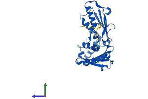 Protein Structure (PS) image for Actin Related Protein 2/3 Complex, Subunit 2, 34kDa (ARPC2) (AA 1-300) protein (His tag) (ABIN7552340)