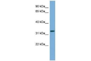 ATG3 antibody used at 0. (ATG3 抗体  (Middle Region))