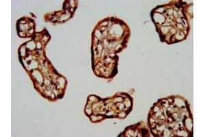 IHC image of ABIN7153231 diluted at 1:400 and staining in paraffin-embedded human placenta tissue performed on a Leica BondTM system. (FKRP 抗体  (AA 28-140))