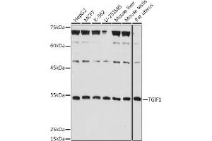 Western blot analysis of extracts of various cell lines, using TGIF1 antibody (ABIN7270795) at 1:1000 dilution. (TGIF1 抗体  (AA 123-272))