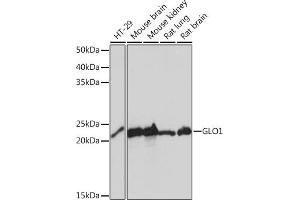 Western blot analysis of extracts of various cell lines, using GLO1 Rabbit mAb (ABIN7267485) at 1:1000 dilution. (GLO1 抗体)