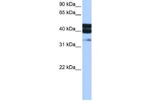 WB Suggested Anti-SMAD1 Antibody Titration:  0. (SMAD1 抗体  (Middle Region))