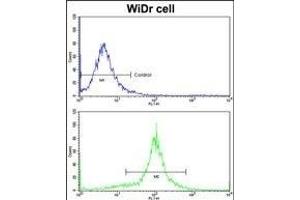 Flow cytometric analysis of widr cells using ACADM Antibody (Center)(bottom histogram) compared to a negative control cell (top histogram)FITC-conjugated goat-anti-rabbit secondary antibodies were used for the analysis. (Medium-Chain Specific Acyl-CoA Dehydrogenase, Mitochondrial (AA 189-217) 抗体)