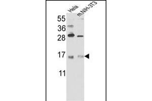 Western blot analysis of RBM3 Antibody (C-term) (Cat. (RBM3 抗体  (C-Term))