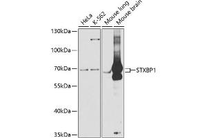 Western blot analysis of extracts of various cell lines, using STXBP1 antibody (ABIN6128255, ABIN6148673, ABIN6148674 and ABIN6221073) at 1:1000 dilution. (STXBP1 抗体  (AA 295-594))