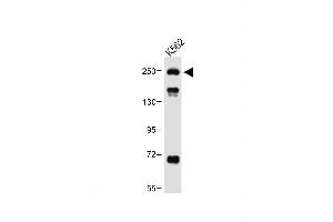 Anti-ATG2A Antibody (Center) at 1:1000 dilution + K562 whole cell lysate Lysates/proteins at 20 μg per lane. (ATG2A 抗体  (AA 702-731))