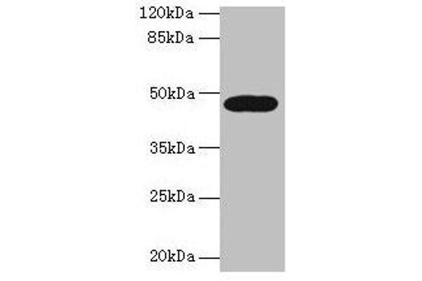 Lipase A Antikörper  (AA 22-399)