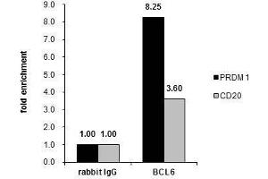 ChIP Image Cross-linked ChIP was performed with Raji chromatin extract and 5 μg of either control rabbit IgG or anti-BCL6 antibody. (BCL6 抗体  (Internal Region))