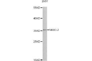 Western blot analysis of extracts of 293T cells, using NKX3-2 antibody (ABIN5995892) at 1:3000 dilution. (NKX3-2 抗体)
