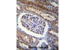 ARL8 Antibody (C-term) immunohistochemistry analysis in formalin fixed and paraffin embedded human kidney tissue followed by peroxidase conjugation of the secondary antibody and DAB staining. (ARL5B 抗体  (C-Term))