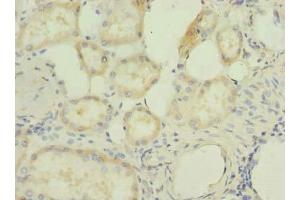 Immunohistochemistry of paraffin-embedded human kidney tissue using ABIN7166719 at dilution of 1:100 (RBBP9 抗体  (AA 1-186))