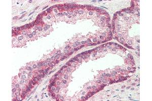 Anti-FBXO21 antibody IHC staining of human prostate. (FBXO21 抗体  (AA 74-123))