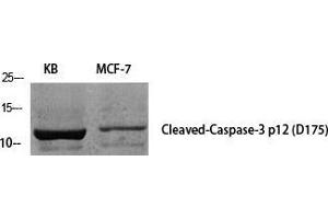 Western Blot (WB) analysis of specific cells using Cleaved-Caspase-3 p12 (D175) Polyclonal Antibody. (Caspase 3 p12 (Asp175), (cleaved) 抗体)