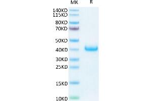 SDS-PAGE (SDS) image for Leukocyte Immunoglobulin-Like Receptor, Subfamily B (With TM and ITIM Domains), Member 4 (LILRB4) (AA 22-257) protein (His-Avi Tag) (ABIN7275191)