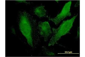 Immunofluorescence (IF) image for anti-Scavenger Receptor Cysteine Rich Domain Containing, Group B (4 Domains) (SRCRB4D) (AA 1-190) antibody (ABIN566820)