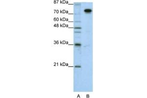 Western Blotting (WB) image for anti-Splicing Factor Proline/glutamine-Ric (SFPQ) antibody (ABIN2462181) (SFPQ 抗体)