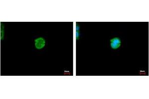 Image no. 3 for anti-Carboxylesterase 2 (CES2) (AA 310-522) antibody (ABIN1497478) (CES2 抗体  (AA 310-522))