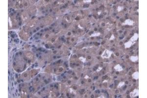 IHC-P analysis of Mouse Stomach Tissue, with DAB staining. (PANK1 抗体  (AA 298-500))