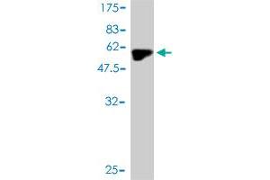 Western Blotting (WB) image for anti-Myogenin (Myogenic Factor 4) (MYOG) (AA 1-224) antibody (ABIN561912)