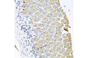 Immunohistochemistry of paraffin-embedded mouse stomach using OGFR antibody (ABIN5974255) at dilution of 1/100 (40x lens). (OGFR 抗体)