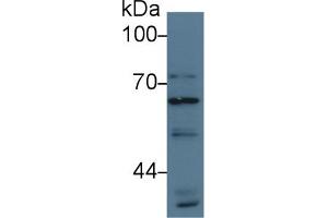 Western Blot; Sample: Human Hela cell lysate; Primary Ab: 3µg/ml Rabbit Anti-Human ATG16L1 Antibody Second Ab: 0. (ATG16L1 抗体  (AA 1-284))