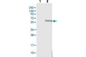Western blot analysis of Lane 1: Negative control (vector only transfected HEK293T lysate), Lane 2: Over-expression Lysate (Co-expressed with a C-terminal myc-DDK tag (~3. (TSTD2 抗体)