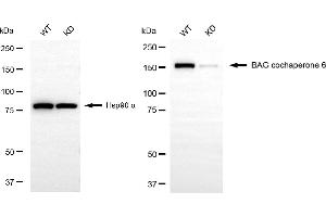 Western blotting analysis using BAG cochaperone 6 antibody (ABIN7800912). (Recombinant BAG Cochaperone 6 抗体)