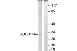 Western blot analysis of extracts from RAW264. (ABHD14A 抗体  (AA 201-250))