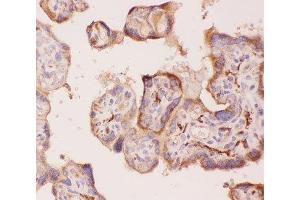IHC-P: ANG2 antibody testing of human placenta tissue (ANG2 抗体  (AA 19-348))
