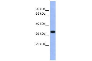 WB Suggested Anti-USF1 Antibody Titration:  0.