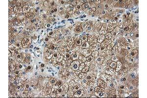 Image no. 1 for anti-Aminoacylase 1 (ACY1) antibody (ABIN1496454) (Aminoacylase 1 抗体)